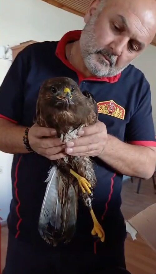 Giresun’da İtfaiye Ekiplerinin Kurtardığı Yaralı Şahin Koruma Altına Alındı