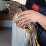 giresunda yarali bulunan sahin koruma altina alindi 0b1cdabc39db