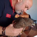 giresunda yarali bulunan sahin koruma altina alindi 29f1fd5e2e87