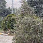 İstanbul'da Yılbaşı Coşkusu Kar Yağışıyla Taçlandı 6 istanbul sariyerde kar yagisi karin keyfini cocuklar cikardi 3 roportajlarla genis haber b34866a809ee