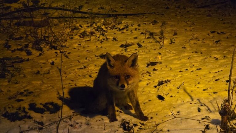 Kartepe’de kar yağışı altında yiyecek arayan tilki, Oğuz Karslıoğlu tarafından besleniyor.