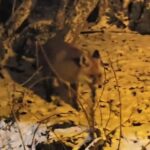 kartepede yiyecek arayan tilkiyi eliyle besledi 3c0a418a9ed7