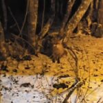 kartepede yiyecek arayan tilkiyi eliyle besledi c3d41baccd36