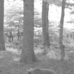 kis uykusuna yatmayan anne bozayi 3 yavrusuyla fotokapana yansidi 15b983564a62