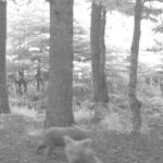 kis uykusuna yatmayan anne bozayi 3 yavrusuyla fotokapana yansidi bdc80024002f