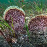 kocaeli buyuksehir belediye baskani buyukakin gebze eskihisarda dalis yapti 6196f274911a