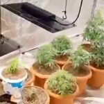 kurduklari serada hint keneviri yetistiren 2 supheli gozaltina alindi 6c60e9d7618c