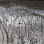 mentesede saganak metrekareye 2 gunde 60 kilogram yagis dustu dbcfe4ae7569