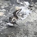 milleyhada kara karinli kum kuslarinin yiyecek mucadelesi 3dfdcb0946c4