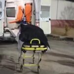 sanliurfada kanalda kaybolan surucunun cansiz bedeni suriyede bulundu 231a80fe8039