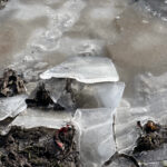 sicakligin eksi 8 dereceye dustugu edirnede tunca nehri ve golet buz tuttu 4e7d6cdbab2f