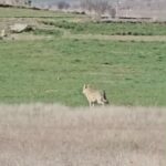 tarlanin etrafinda dolasan kurt kamerada a2289a6c8e06