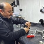 yarali halde bulup tedavi ettirdigi karga is yerinde yanindan ayrilmiyor 548af8554df7