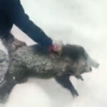 yolda onune cikan yaban domuzunu elleriyle yakalayan surucu kimse denemesin 9fda81b697fb