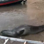 yunanistandan kacip geldigi antalya sahilinde dinlenen akdeniz foku mavi sularla bulusturuldu 1e34eb2fa273