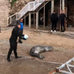 yunanistandan kacip geldigi antalya sahilinde dinlenen akdeniz foku mavi sularla bulusturuldu 3f248118372c