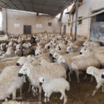 'Aksaray'da, 1 milyon küçükbaş varlığı var' 2 aksarayda 1 milyon kucukbas varligi var be9f51e67371