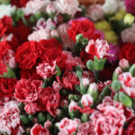 Antalya'dan 'Sevgililer Günü' için Avrupa'ya 75 milyon dal çiçek 3 antalyadan sevgililer gunu icin avrupaya 75 milyon dal cicek 2e25584f6a62