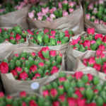 Antalya'dan 'Sevgililer Günü' için Avrupa'ya 75 milyon dal çiçek 4 antalyadan sevgililer gunu icin avrupaya 75 milyon dal cicek b32ad088b8d6