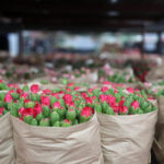 Antalya'dan 'Sevgililer Günü' için Avrupa'ya 75 milyon dal çiçek 6 antalyadan sevgililer gunu icin avrupaya 75 milyon dal cicek c4f2bd4229af