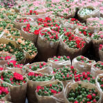 Antalya'dan 'Sevgililer Günü' için Avrupa'ya 75 milyon dal çiçek 5 antalyadan sevgililer gunu icin avrupaya 75 milyon dal cicek e4ed9b74a98a