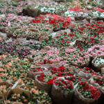 Antalya'dan 'Sevgililer Günü' için Avrupa'ya 75 milyon dal çiçek 2 antalyadan sevgililer gunu icin avrupaya 75 milyon dal cicek eb9228ac8c78