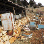 ayi tarihi hanaylara girip ballari yedi aricilar yardim istedi 08054f93b0a9