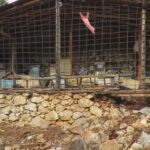 ayi tarihi hanaylara girip ballari yedi aricilar yardim istedi 5a673f7ed253