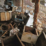 ayi tarihi hanaylara girip ballari yedi aricilar yardim istedi c06e622abbdb