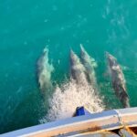 balikci teknesine eslik eden yunuslar kamerada 9d7521d8fc9c