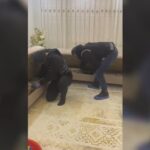 bitliste tefecilik operasyonu 7 tutuklama 091dd01794e1