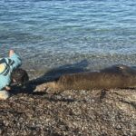 bodrumda kiyida uyuyan fok ilgi odagi oldu 179eab7dd01a