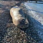 bodrumda kiyida uyuyan fok ilgi odagi oldu 2659f25e0765