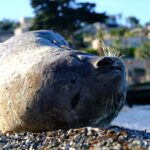 bodrumda kiyida uyuyan fok ilgi odagi oldu 4a33c846f12e