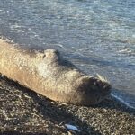 bodrumda kiyida uyuyan fok ilgi odagi oldu 4a8cfa830262