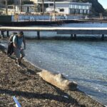 bodrumda kiyida uyuyan fok ilgi odagi oldu 525c3a395a26