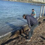 bodrumda kiyida uyuyan fok ilgi odagi oldu 5e5198c90d43