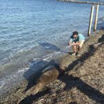 bodrumda kiyida uyuyan fok ilgi odagi oldu 807342beebf9