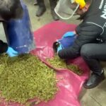 bulgaristan plakali otomobilde 245 kilo skunk ele gecirildi faf9151219f2