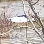 diyarbakirda 13 gundur kayip olarak aranan kadinin cansiz bedeni bulundu 479cc8c0786a