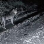 ganos dagindaki yaban hayati fotokapana yansidi 3f97e3d2af0b