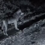 ganos dagindaki yaban hayati fotokapana yansidi e6ffac45b51f