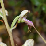 gps verileri incelendi orkidelerde kacak sokum alarmi eadac6a6354d