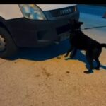 hatayda 11 kilo 200 gram skunk ele gecirildi 1 tutuklama 50d21edb1a6f