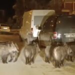 Hatay'da yaban domuzu sürüsü yerleşim yerine indi 1 hatayda yaban domuzu surusu yerlesim yerine indi 395c49dcca4e