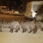 Hatay'da yaban domuzu sürüsü yerleşim yerine indi 2 hatayda yaban domuzu surusu yerlesim yerine indi 68d0b776d42a