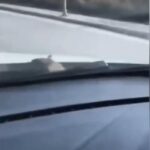 istanbul basaksehirde yolda ilerleyen araca fare atladi surucu polis cevirmesine girince kacti 6bb74e0b655e