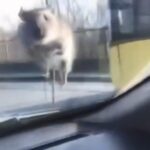 istanbul basaksehirde yolda ilerleyen araca fare atladi surucu polis cevirmesine girince kacti b94ab0d26a02