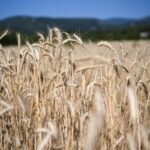 İzmir'de yağışlar çiftçinin yüzünü güldürdü 6 izmirde yagislar ciftcinin yuzunu guldurdu 39f9100fda3b