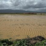 İzmir'de yağışlar çiftçinin yüzünü güldürdü 5 izmirde yagislar ciftcinin yuzunu guldurdu 75856048b77e